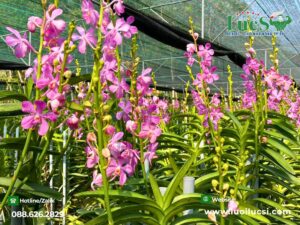 Đặc Điểm Của Lưới Che Nắng Cho Hoa Lan