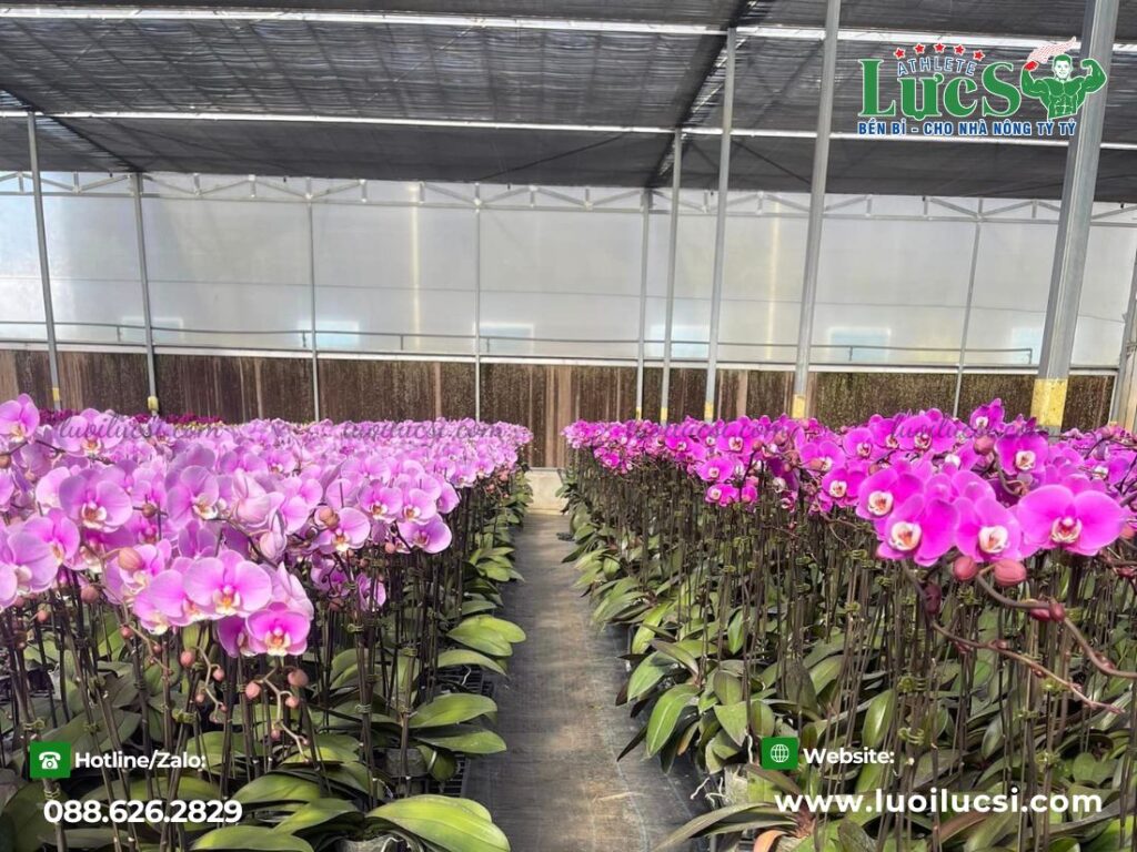 Điều Gì Xảy Ra Nếu Không Che Nắng Cho Lan?